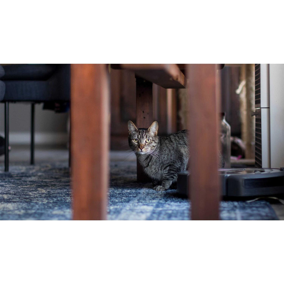 Grain-Free Dry Small Bite Cat Food G277187