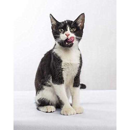 Grain-Free Dry Small Bite Cat Food G277187