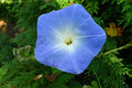 Heavenly Blue Flower Untreated Ipomoea Tricolor Seeds D214127