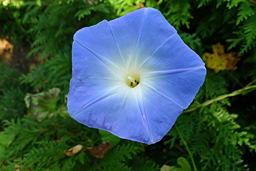 Heavenly Blue Flower Untreated Ipomoea Tricolor Seeds D214127