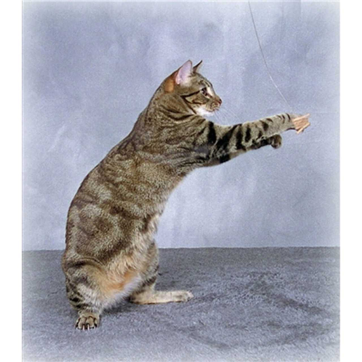 Cat Toy D1432