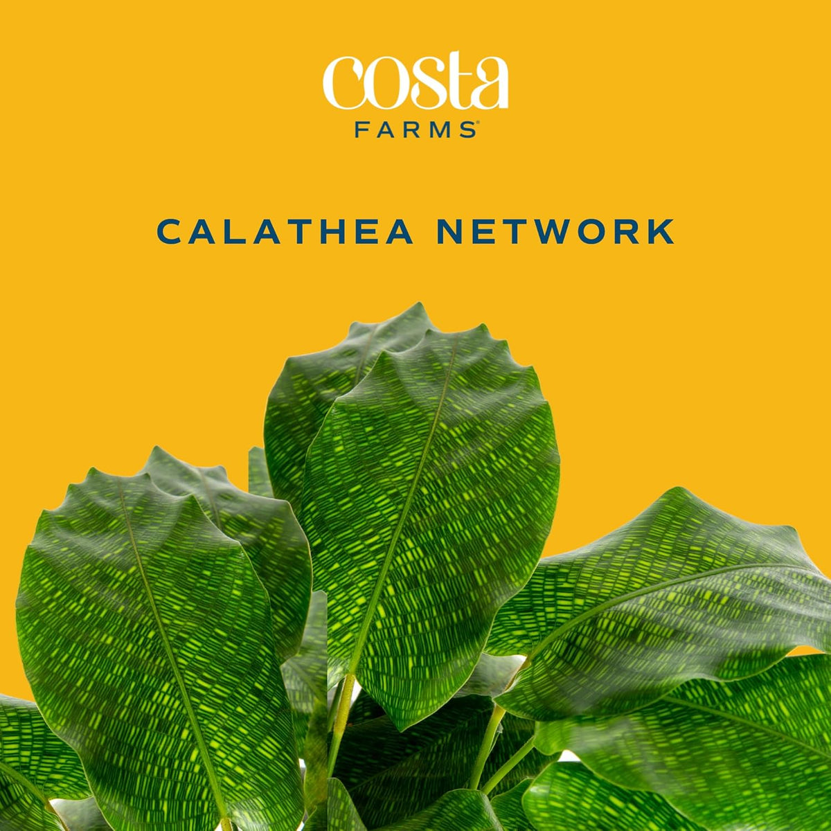 Calathea Network Live Indoor Plant, 12-Inches Tall Z26724