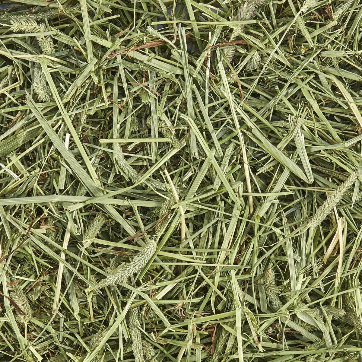 Natural Timothy Hay E1977