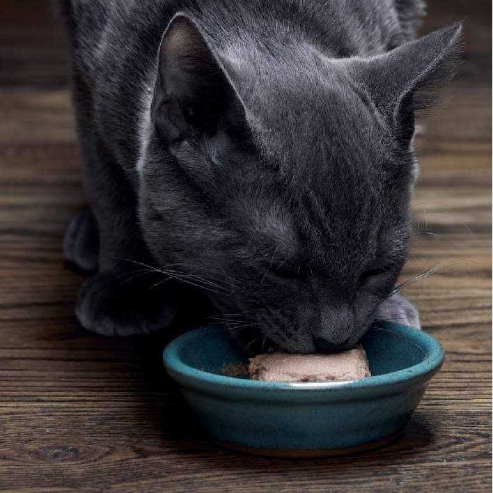 Wet Kitten Food Pate B32059