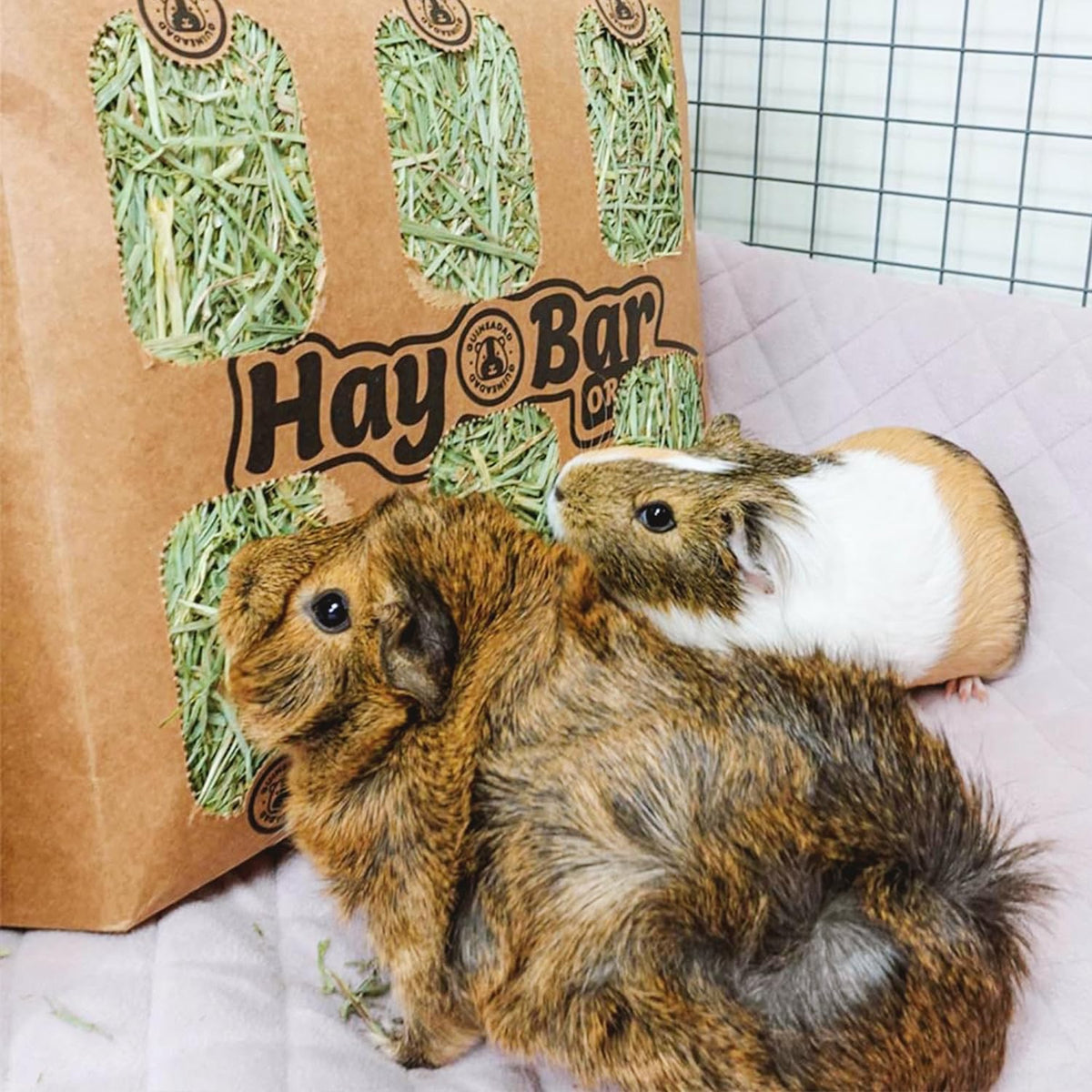 Guinea Pig Hay 5 Pack L34744
