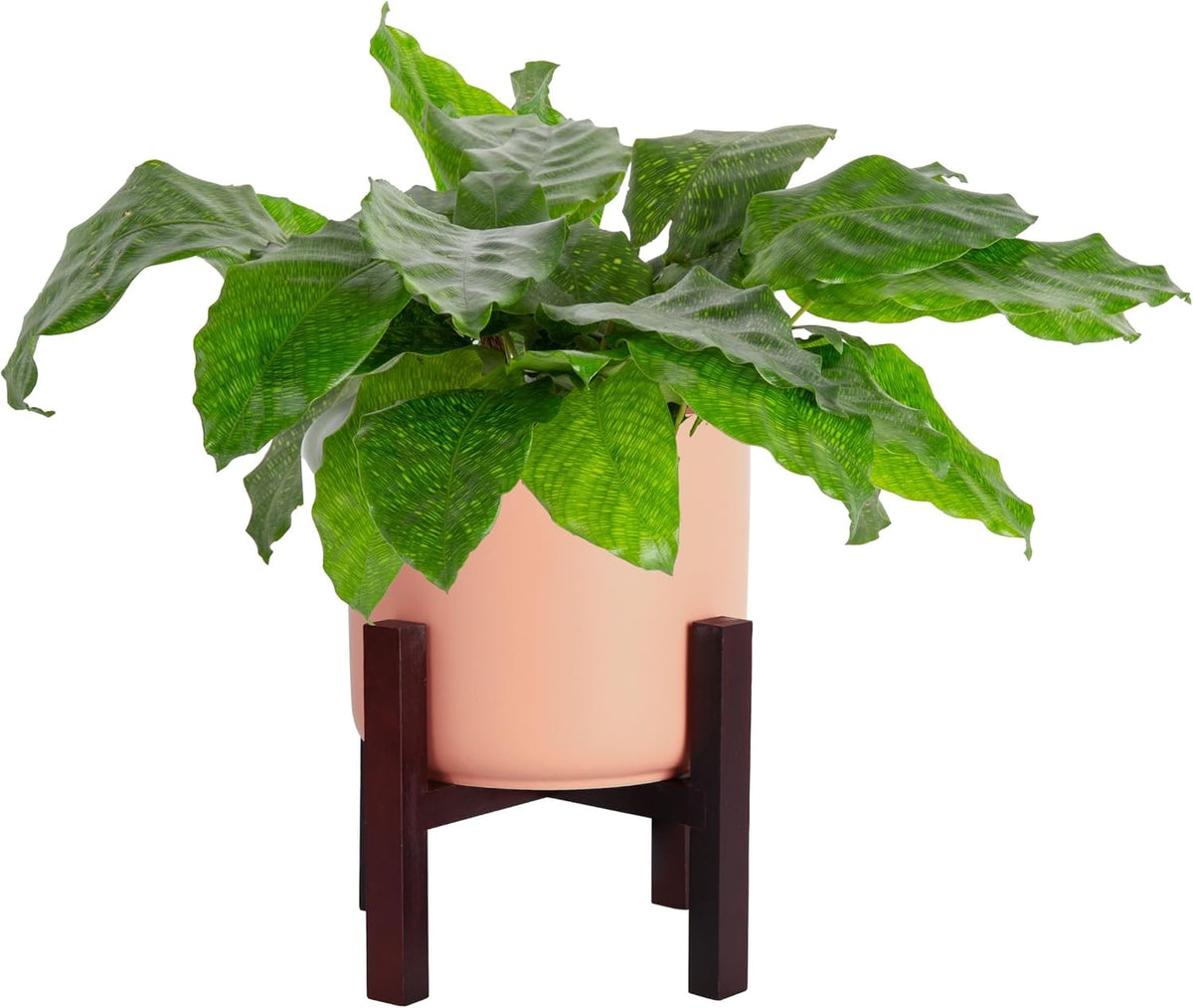 Calathea Network Live Indoor Plant, 12-Inches Tall Z26724