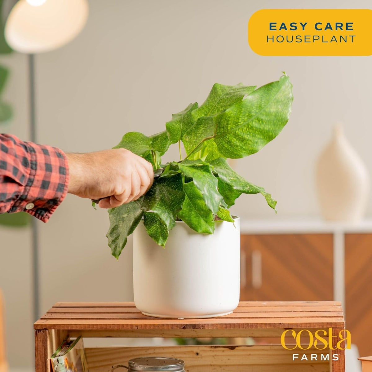 Calathea Network Live Indoor Plant, 12-Inches Tall Z26724