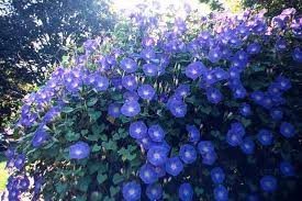 Heavenly Blue Flower Untreated Ipomoea Tricolor Seeds D214127