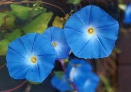 Heavenly Blue Flower Untreated Ipomoea Tricolor Seeds D214127