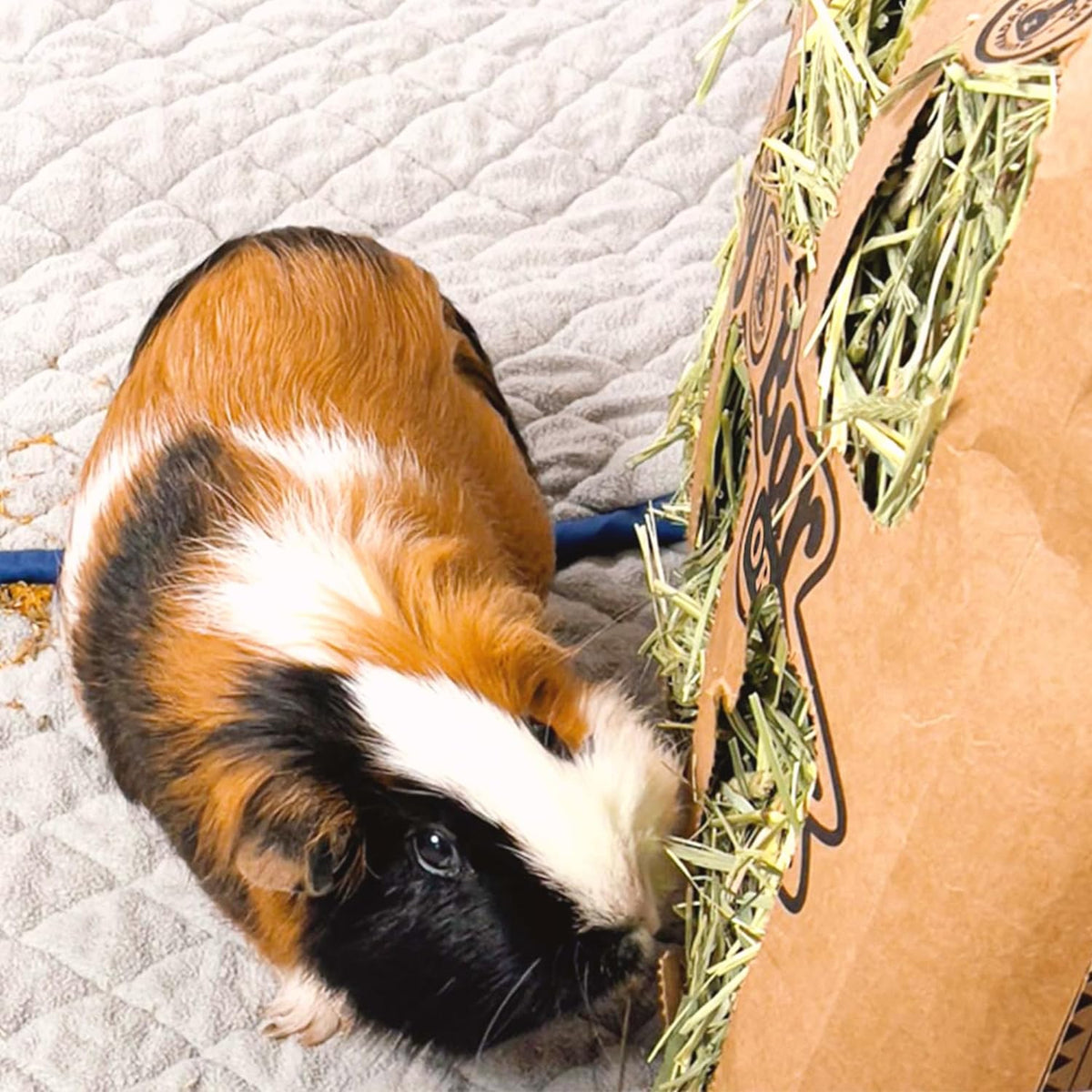 Guinea Pig Hay 5 Pack L34744
